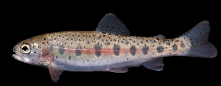 Rainbow trout and steelhead, California