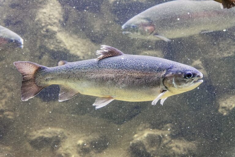 Rainbow trout and steelhead, California