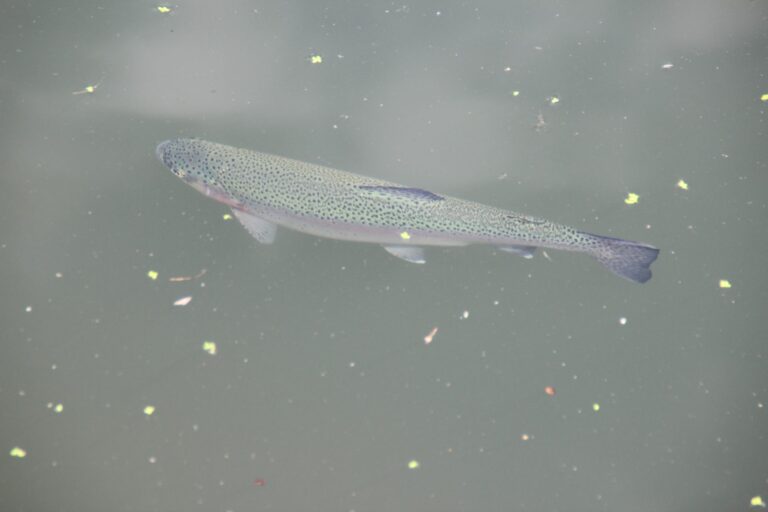 Rainbow trout and steelhead, California