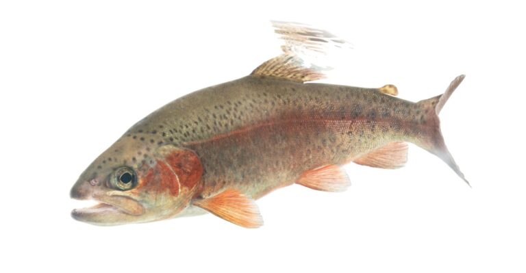 Rainbow trout and steelhead, California
