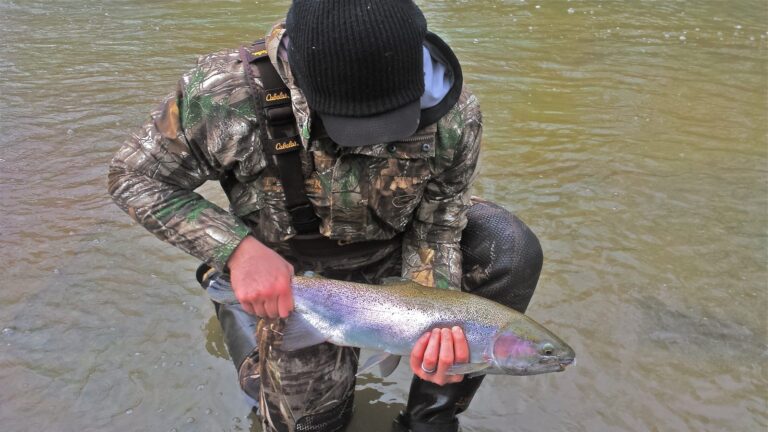 Rainbow trout and steelhead, California