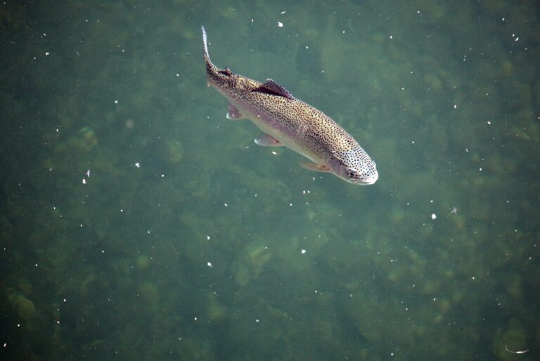 Rainbow trout and steelhead, California