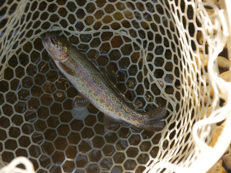Rainbow trout and steelhead, California