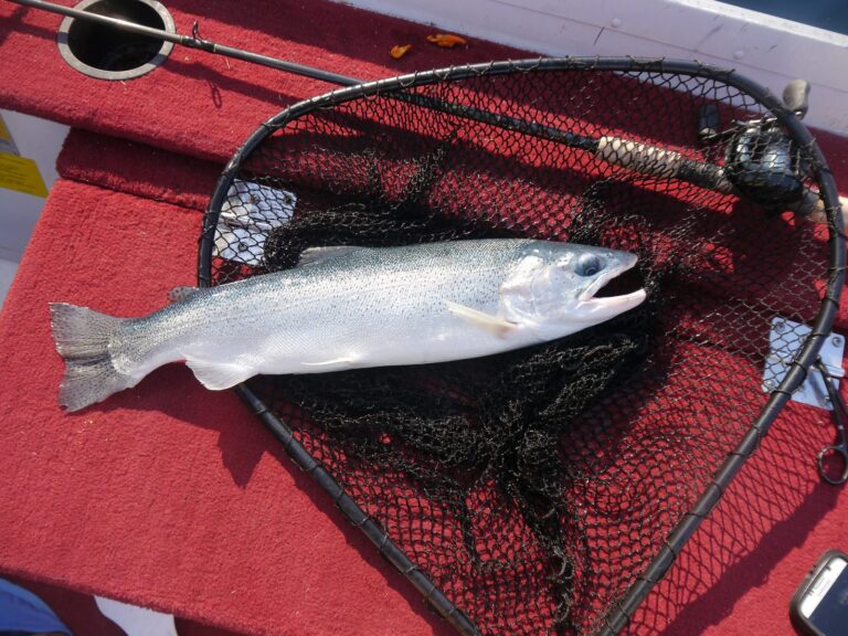 Rainbow trout and steelhead, California