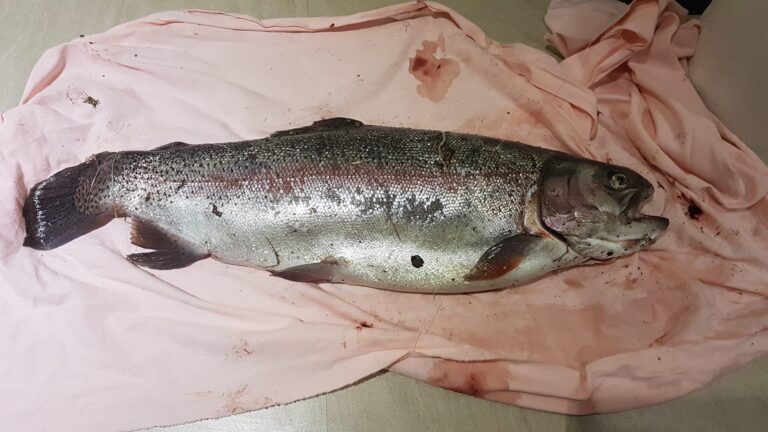 Rainbow trout and steelhead, California