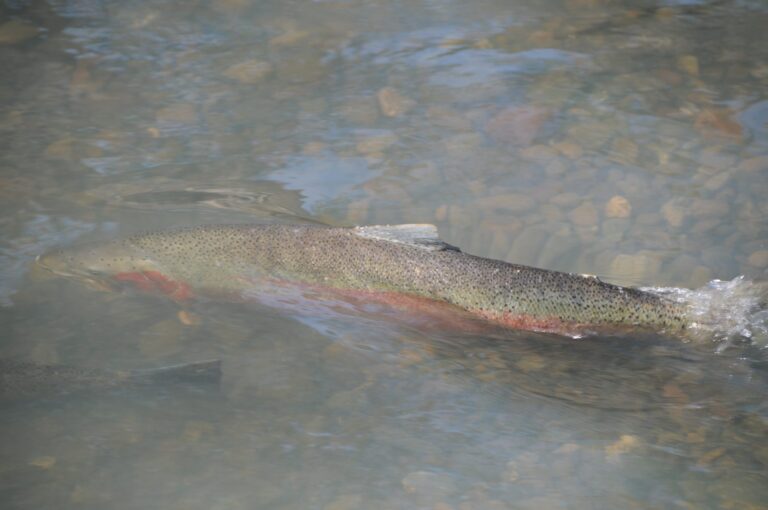 Rainbow trout and steelhead, California