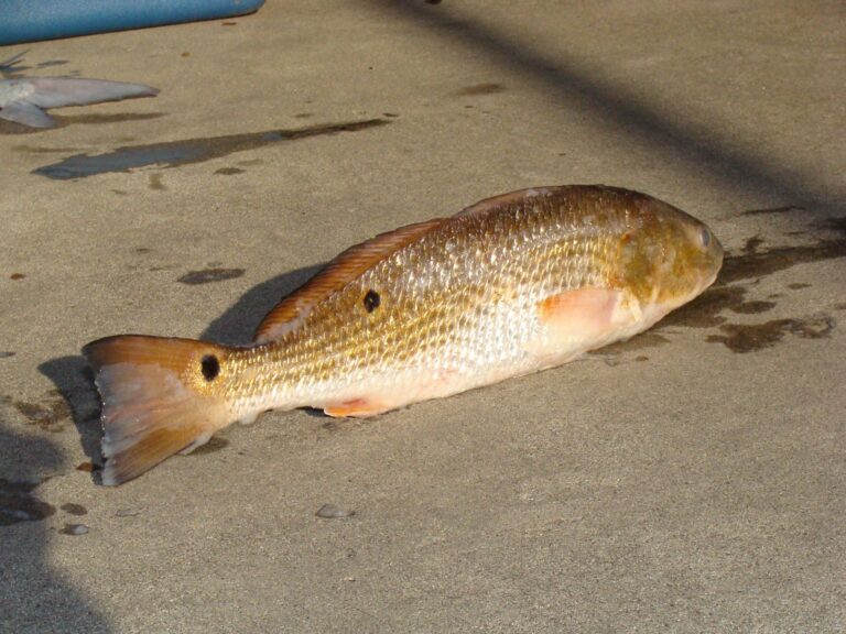Red Drum, Georgia