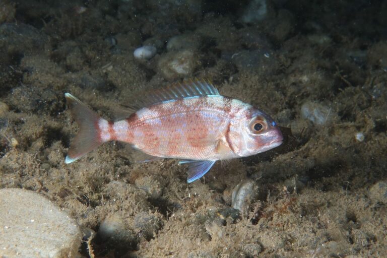 Red Porgy, Georgia