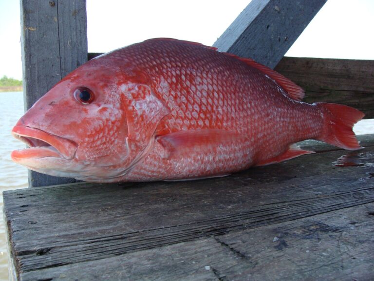 Red Snapper, Georgia