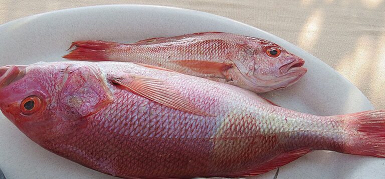Red Snapper, Georgia
