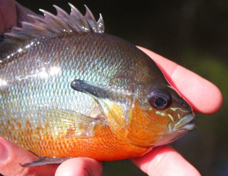 Redbreast sunfish, North Carolina