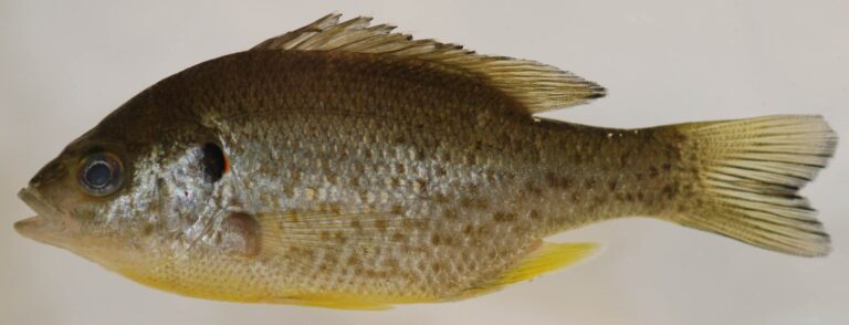 Redear sunfish, North Carolina
