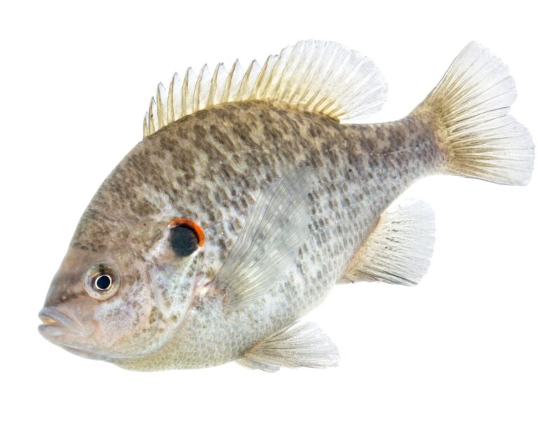 Redear Sunfish, Georgia
