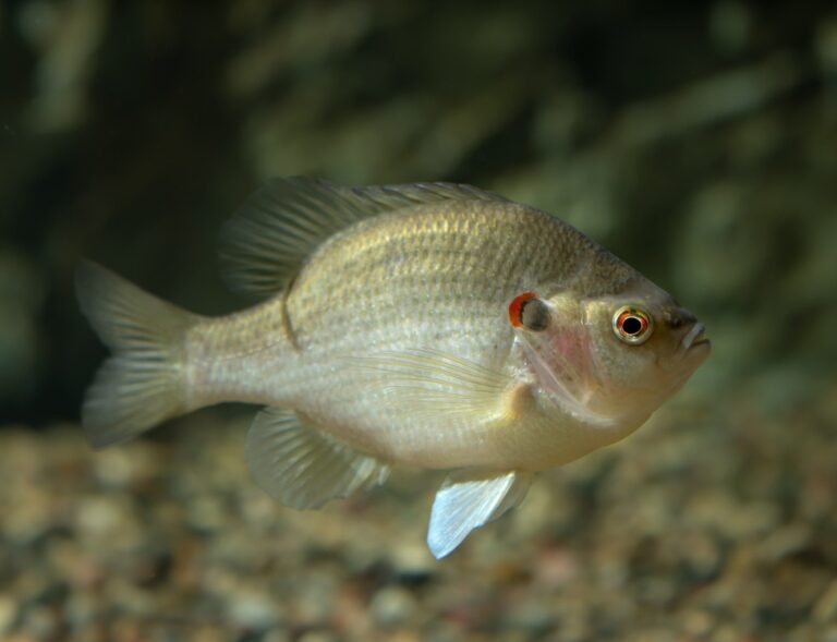 Redear sunfish, Florida