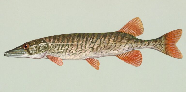 Redfin Pickerel, Georgia