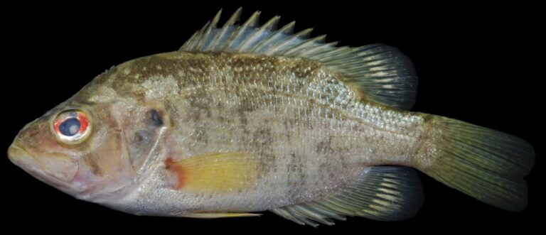Roanoke bass, North Carolina