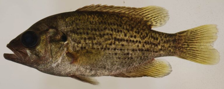 Rock bass, Minnesota