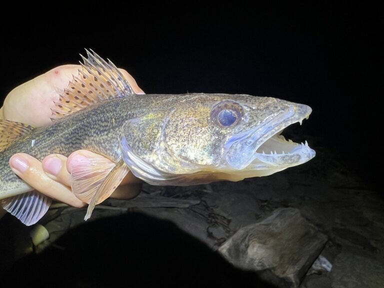Sauger, Minnesota