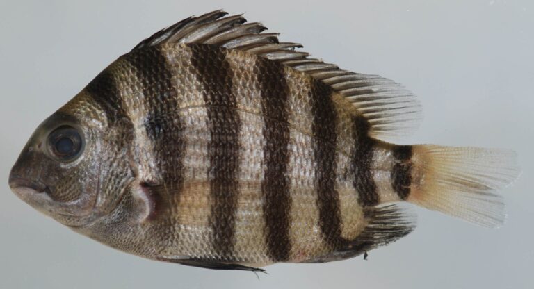 Sheepshead, Georgia