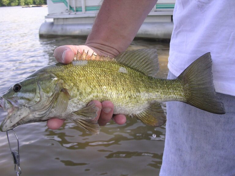 Smallmouth bass, Minnesota