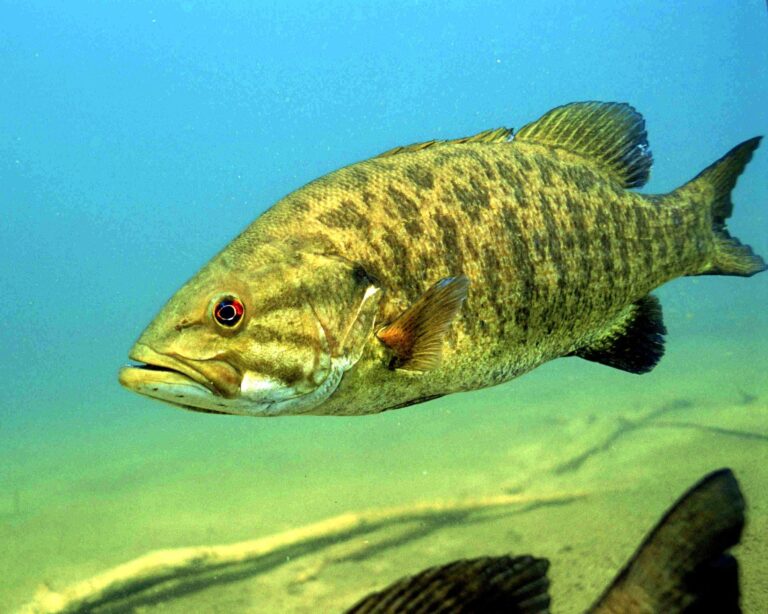 Smallmouth bass, Minnesota