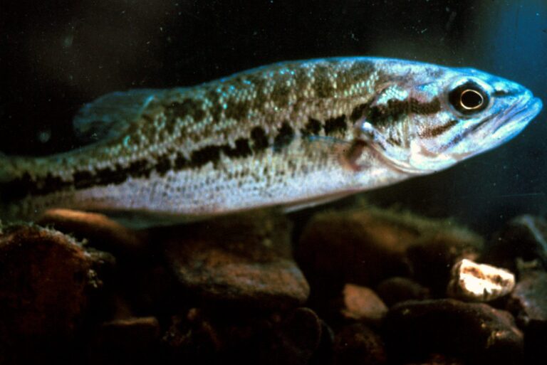Spotted bass, Texas