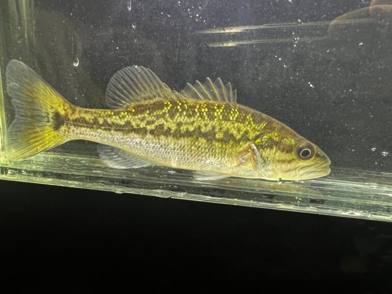 Spotted bass, Texas