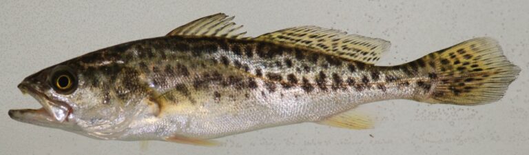 Spotted Seatrout, Georgia