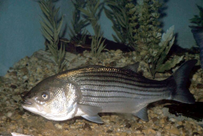 Striped bass, California