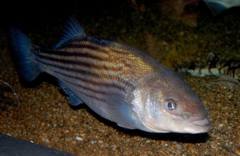 Striped bass, California