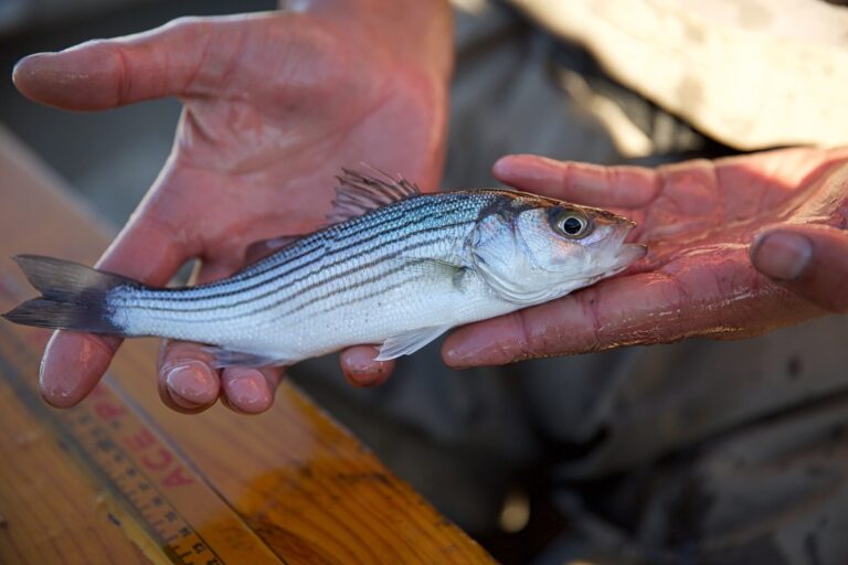 Striped bass, California