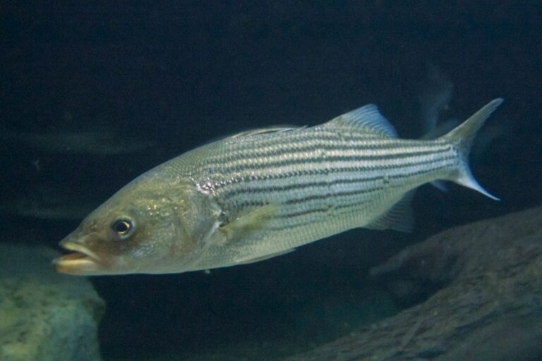 Striped bass, California