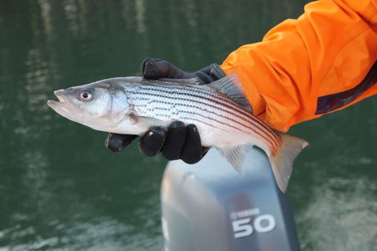 Striped bass, North Carolina