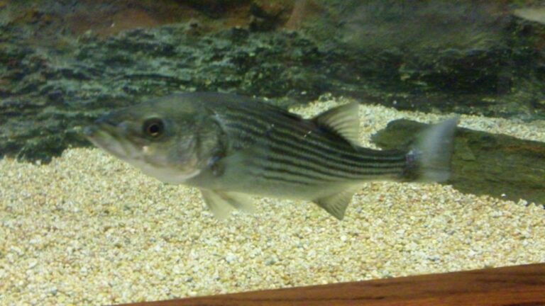 Striped bass, California