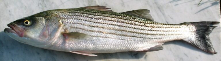 Striped bass, California