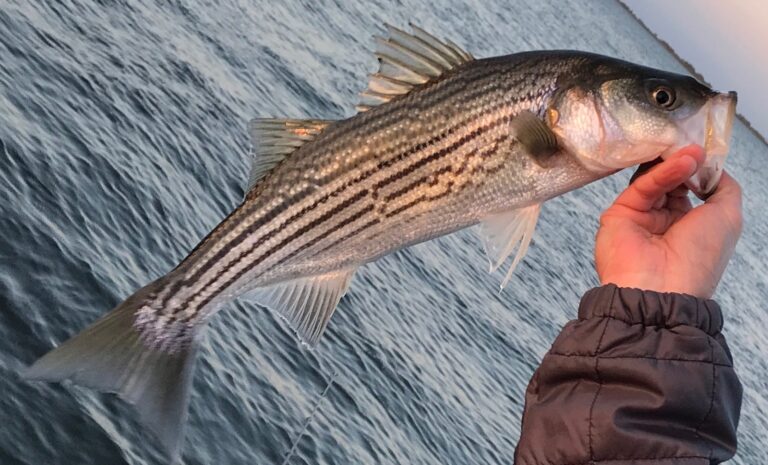 Striped bass, California