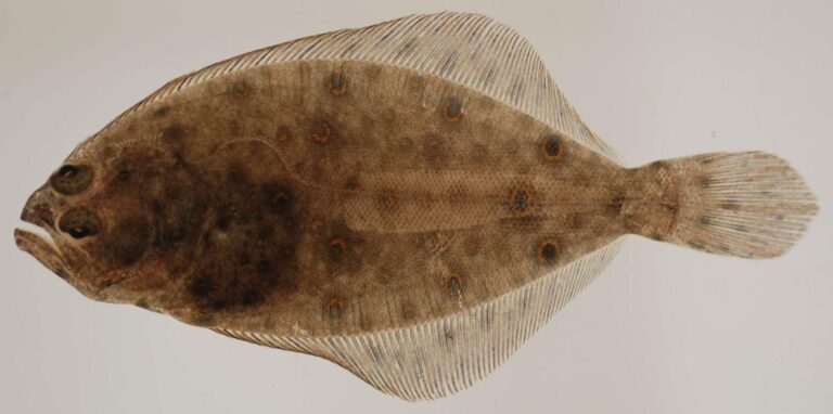 Summer Flounder, New York