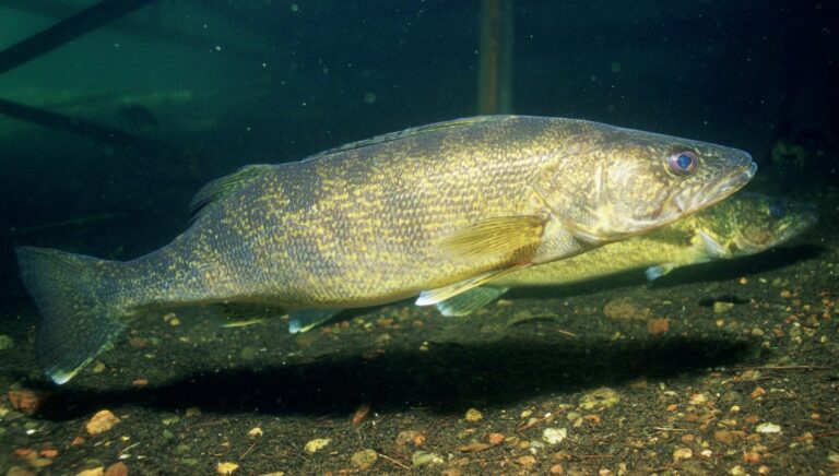 Walleye, Minnesota