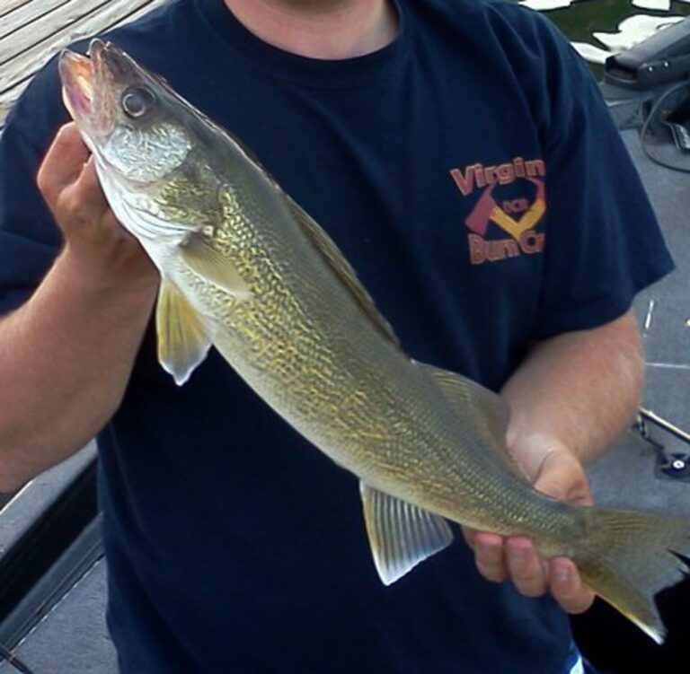 Walleye, North Carolina