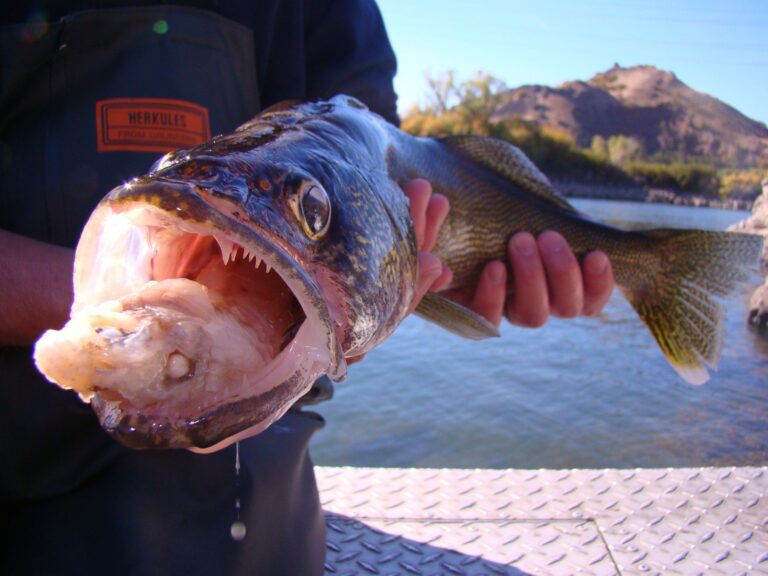 Walleye, North Carolina