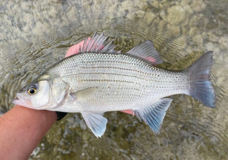 White bass, North Carolina