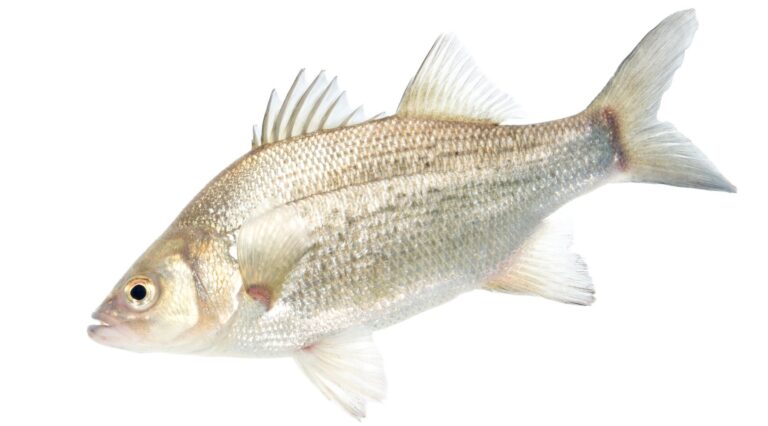 White bass, North Carolina