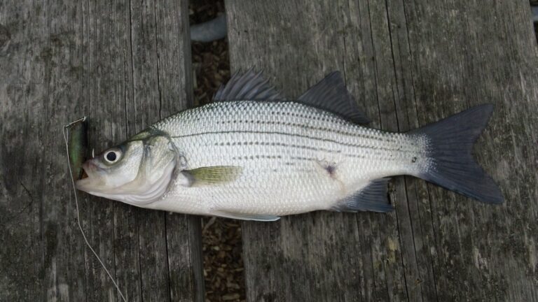 White bass, North Carolina