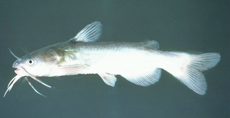 White catfish, North Carolina