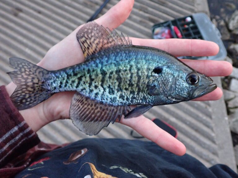 White crappie, North Carolina