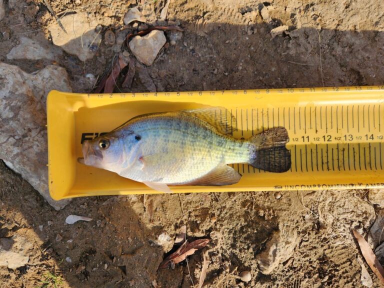 White Crappie, Missouri