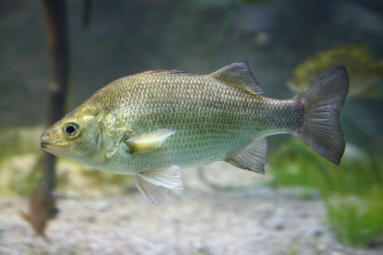 White perch, North Carolina