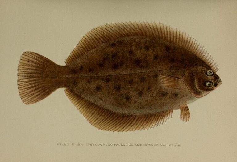 Winter Flounder, New York
