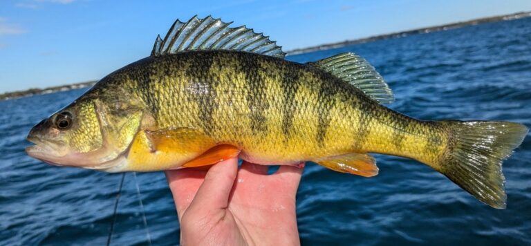 Yellow perch, Minnesota