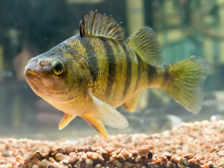 Yellow perch, North Carolina